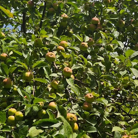 Private With Swimming Pool M&e