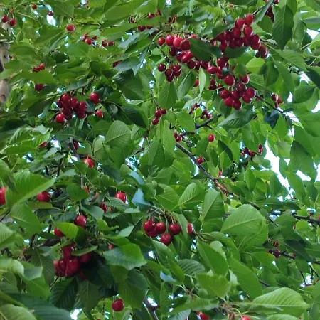 Vila Private With Swimming Pool M&e