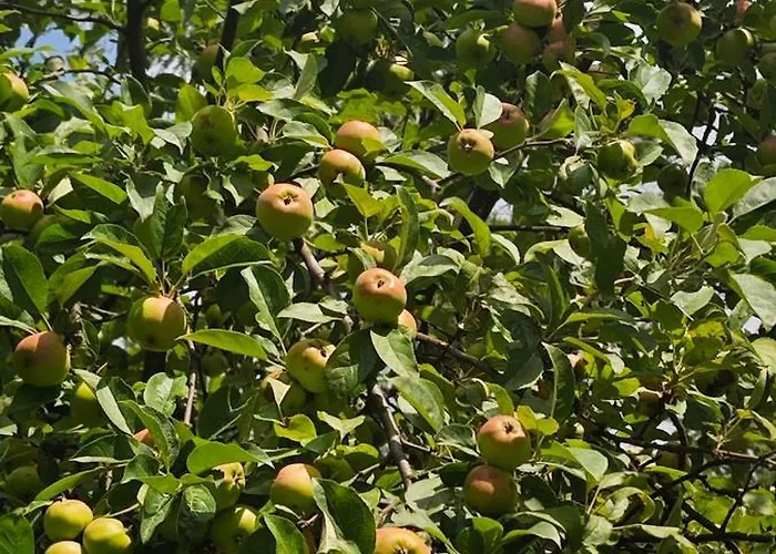 Private With Swimming Pool M&e